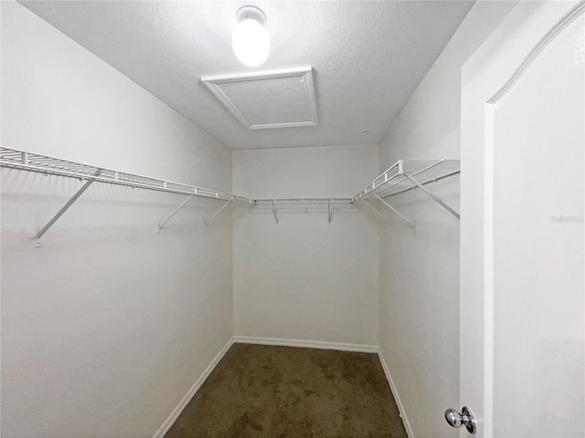 spacious closet featuring carpet and attic access