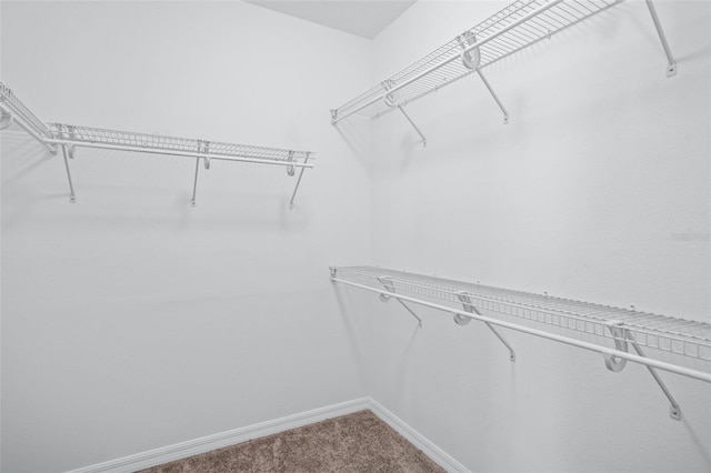 spacious closet featuring carpet floors