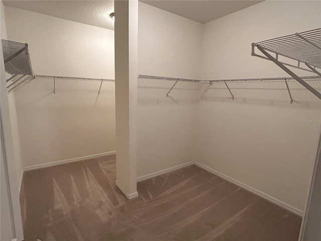 spacious closet featuring carpet floors
