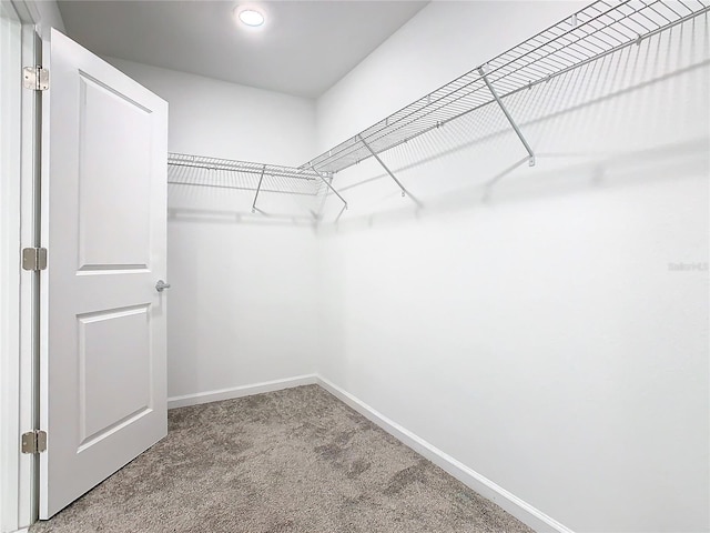 spacious closet featuring carpet floors