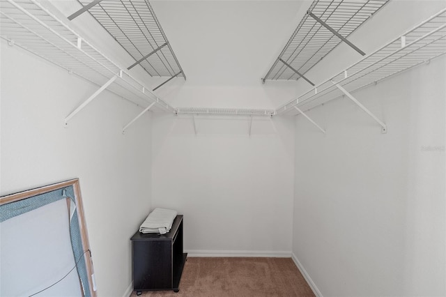 walk in closet with carpet floors