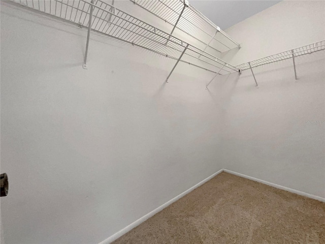 walk in closet with carpet