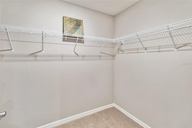 walk in closet with carpet floors