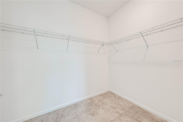 spacious closet with carpet