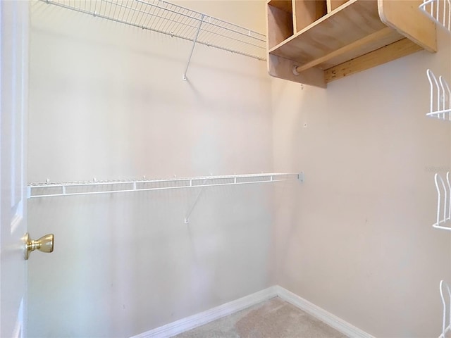 spacious closet featuring carpet flooring