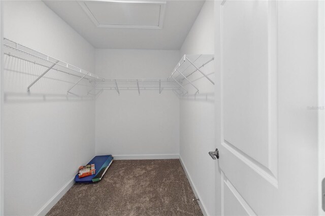 walk in closet featuring attic access and carpet floors