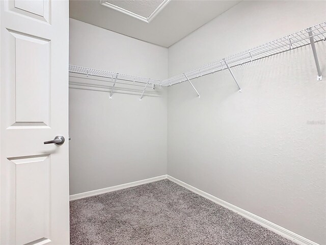 walk in closet featuring carpet floors