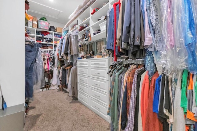 walk in closet with light colored carpet and attic access