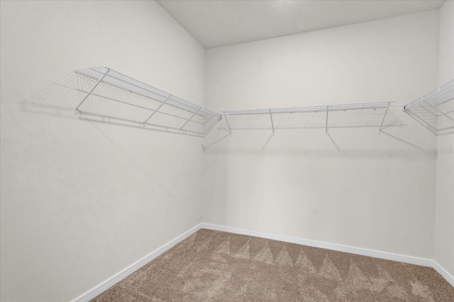 walk in closet with carpet floors