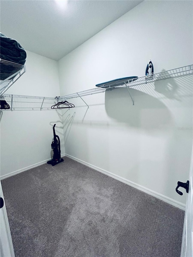 spacious closet featuring carpet