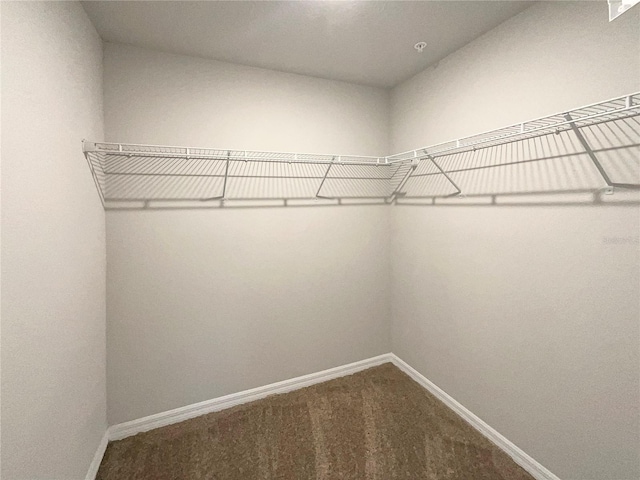 walk in closet featuring carpet floors