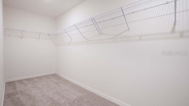 spacious closet with carpet floors