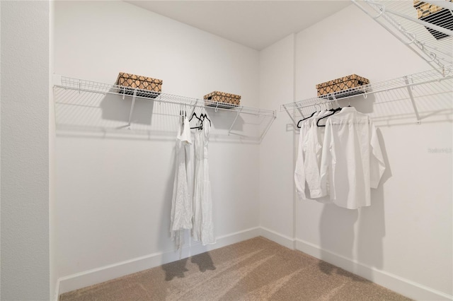 walk in closet with carpet floors