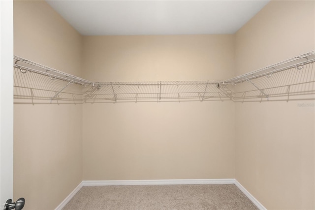 spacious closet featuring carpet flooring