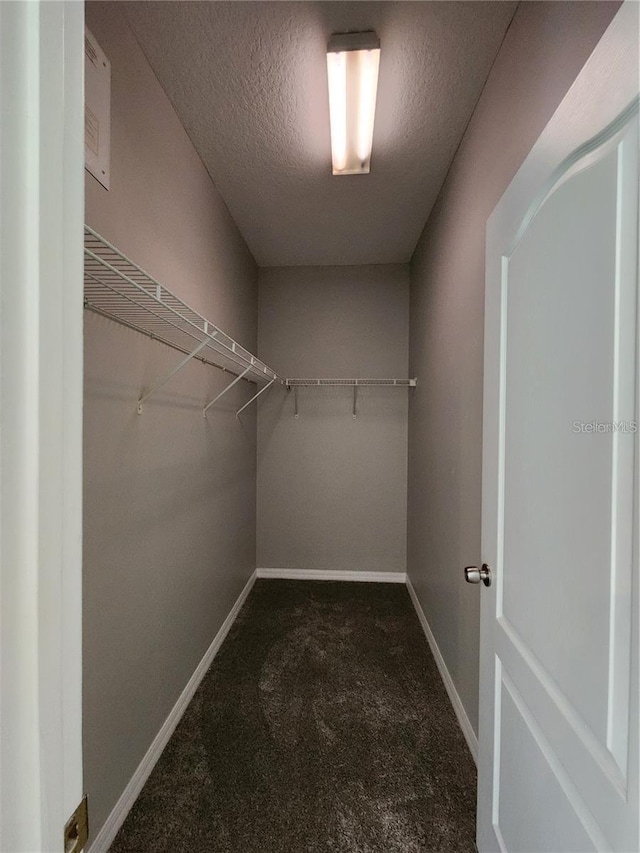 spacious closet featuring carpet