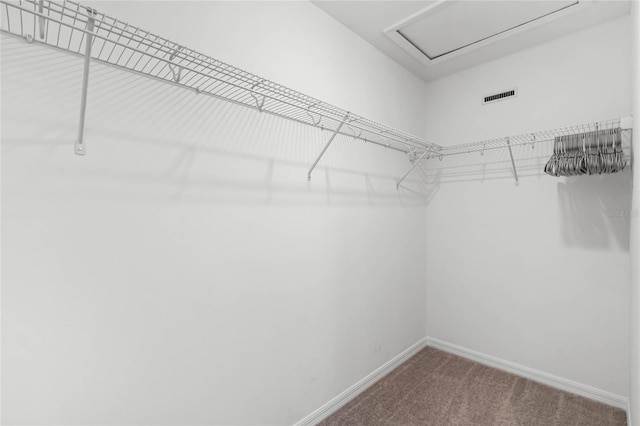 walk in closet with visible vents and carpet