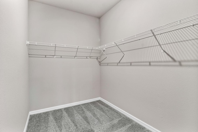 walk in closet with carpet floors