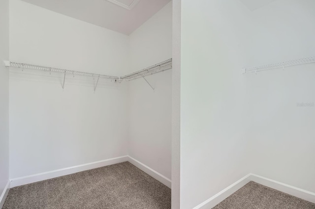 spacious closet with carpet