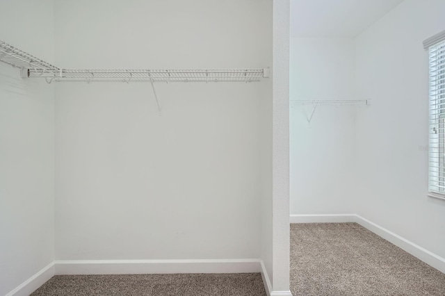 spacious closet with carpet