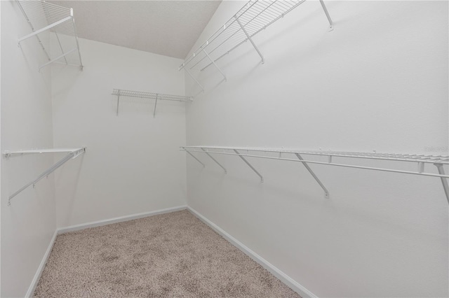 spacious closet featuring carpet floors