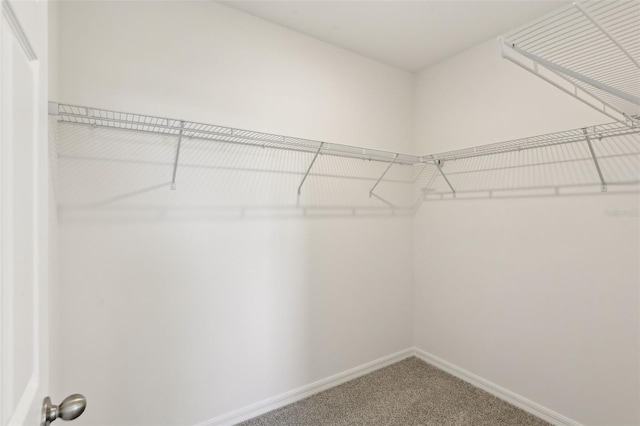 800 Griffon Ave, Lake Alfred, FL 33850 - spacious closet featuring carpet floors