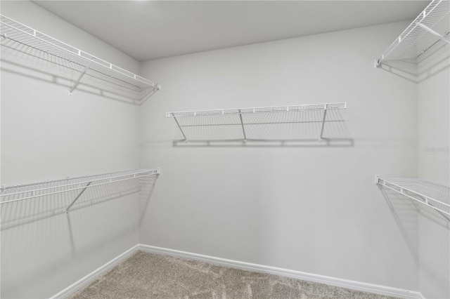 walk in closet with carpet floors