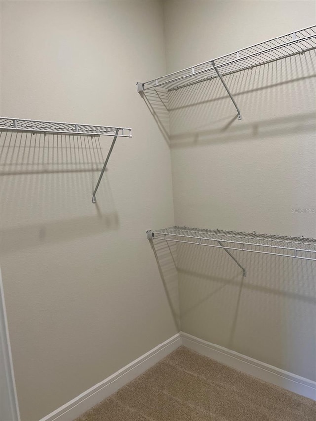 spacious closet featuring carpet floors