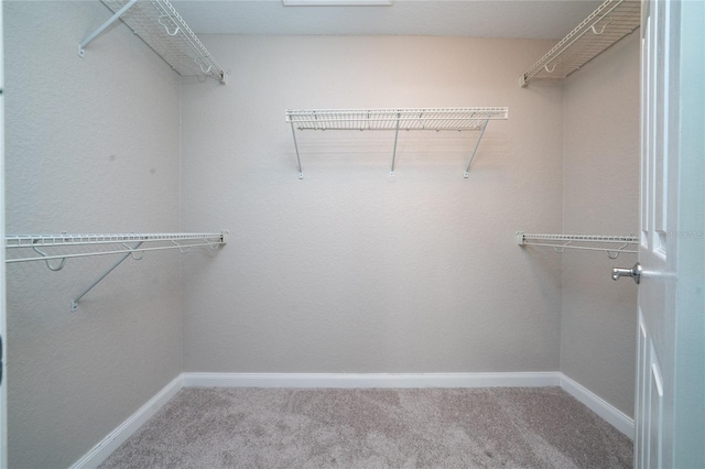 walk in closet featuring carpet floors