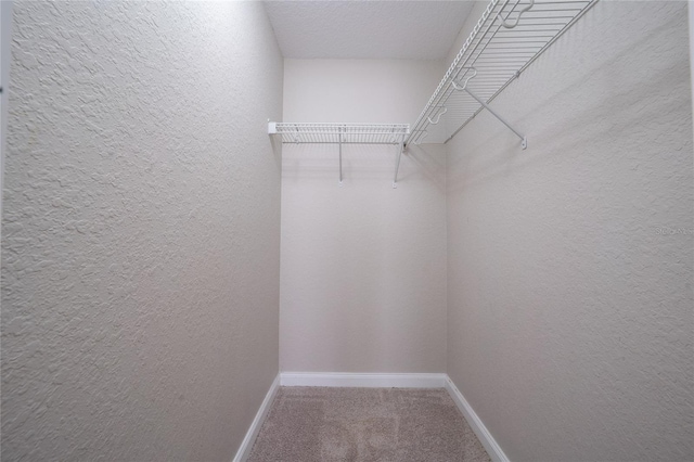 walk in closet with carpet flooring