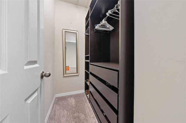 walk in closet featuring carpet floors