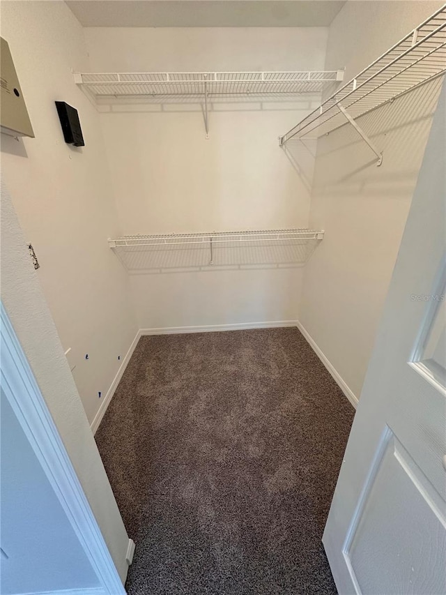 spacious closet featuring carpet flooring