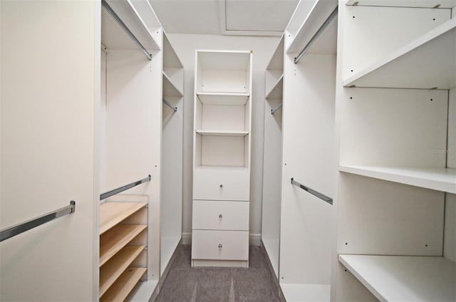 spacious closet featuring carpet flooring