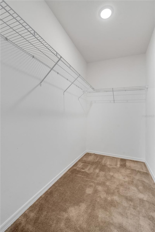 spacious closet featuring carpet