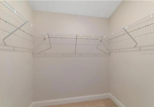 walk in closet with carpet floors