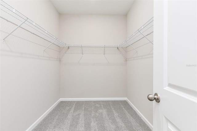 walk in closet with carpet floors