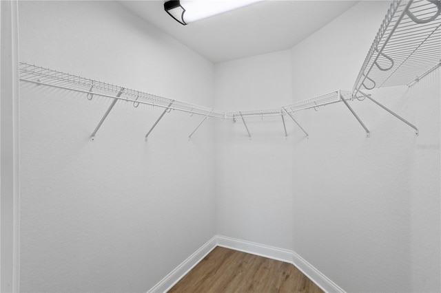 spacious closet featuring dark wood-style flooring