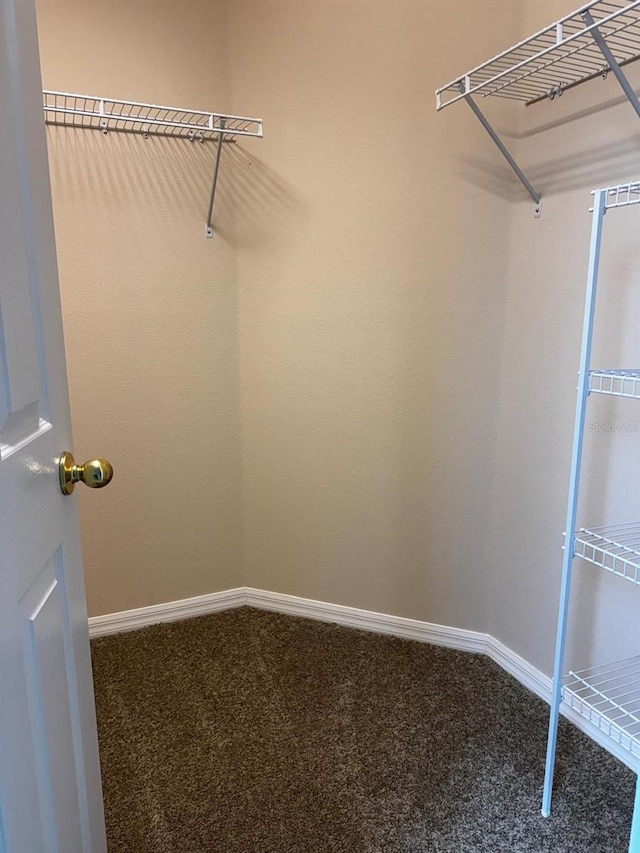 spacious closet featuring carpet floors