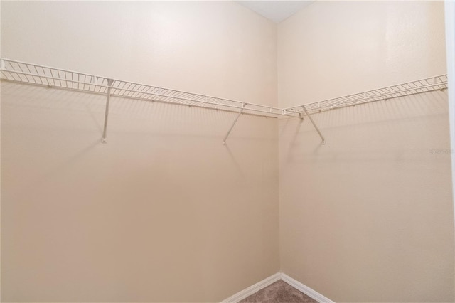 walk in closet featuring carpet floors