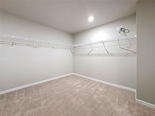 walk in closet with carpet flooring