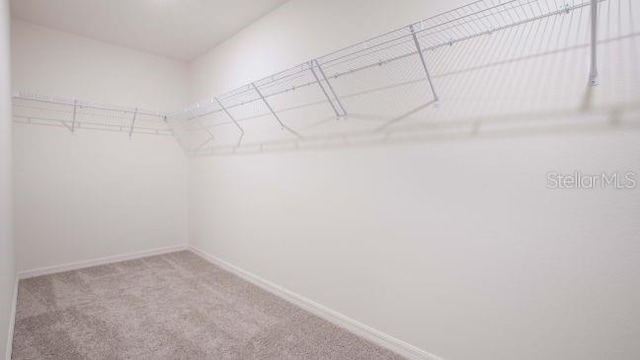 spacious closet featuring carpet