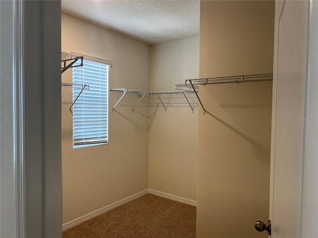 3009 Tansy St, Tavares, FL 32778 - spacious closet with carpet