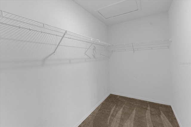 walk in closet featuring carpet floors