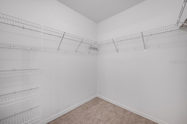 walk in closet with carpet flooring
