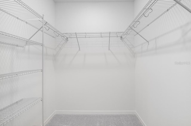 walk in closet featuring carpet flooring