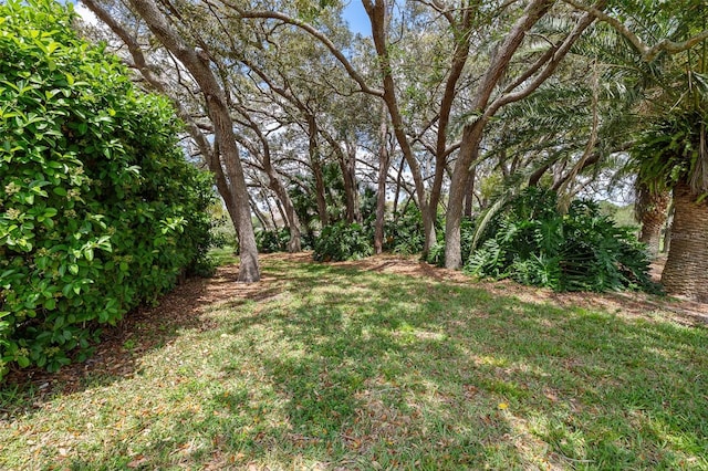 2436 Deer Trail Ln, Spring Hill, FL 34606 - view of green lawn