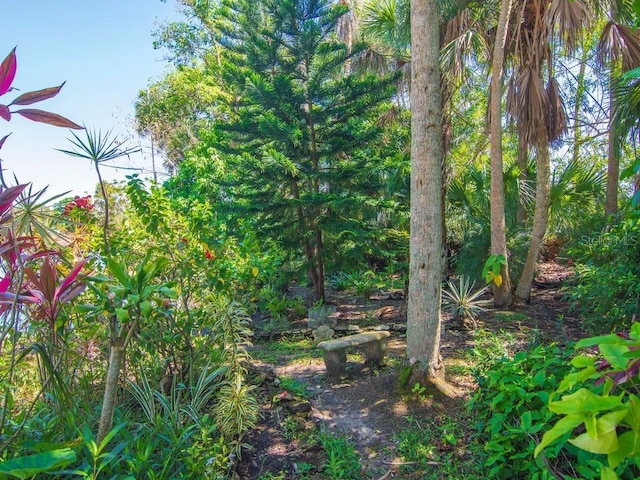 view of local wilderness