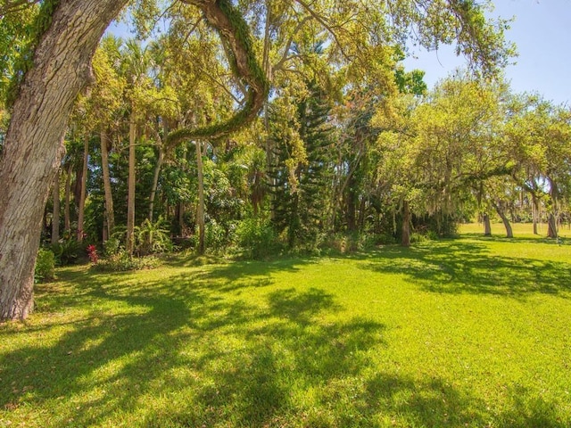 view of green lawn