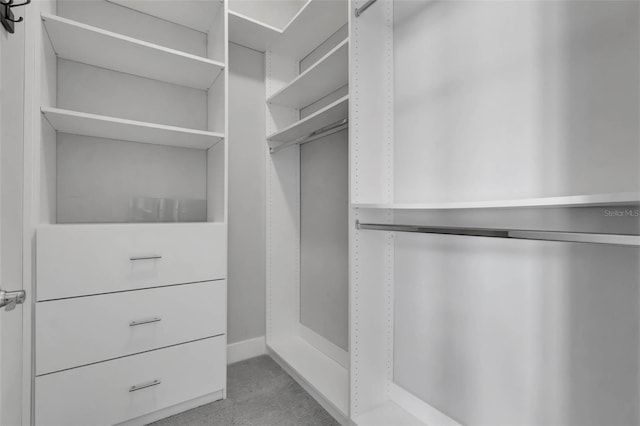 spacious closet featuring carpet floors