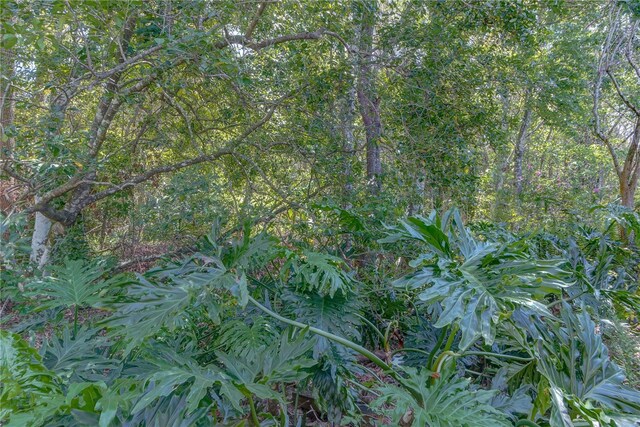 view of local wilderness