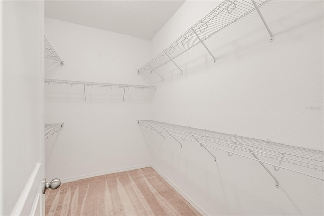 walk in closet featuring light colored carpet
